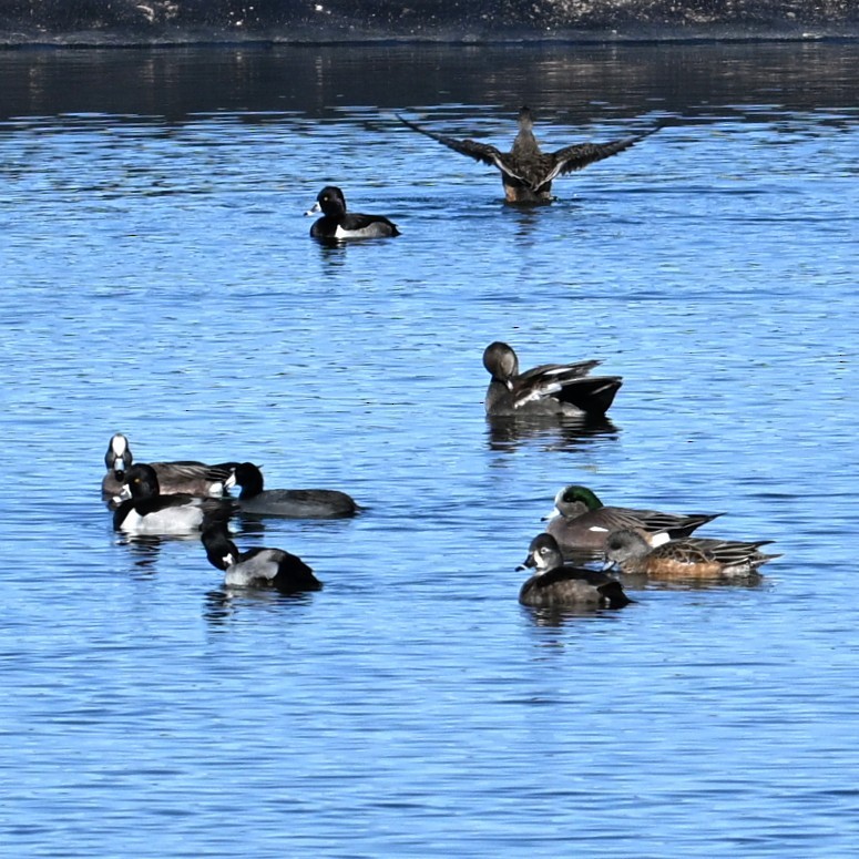 Moretta dal collare - ML646482814