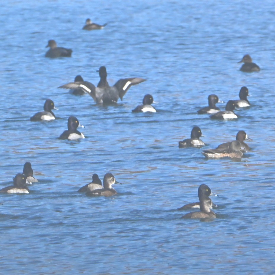 Moretta dal collare - ML646482815