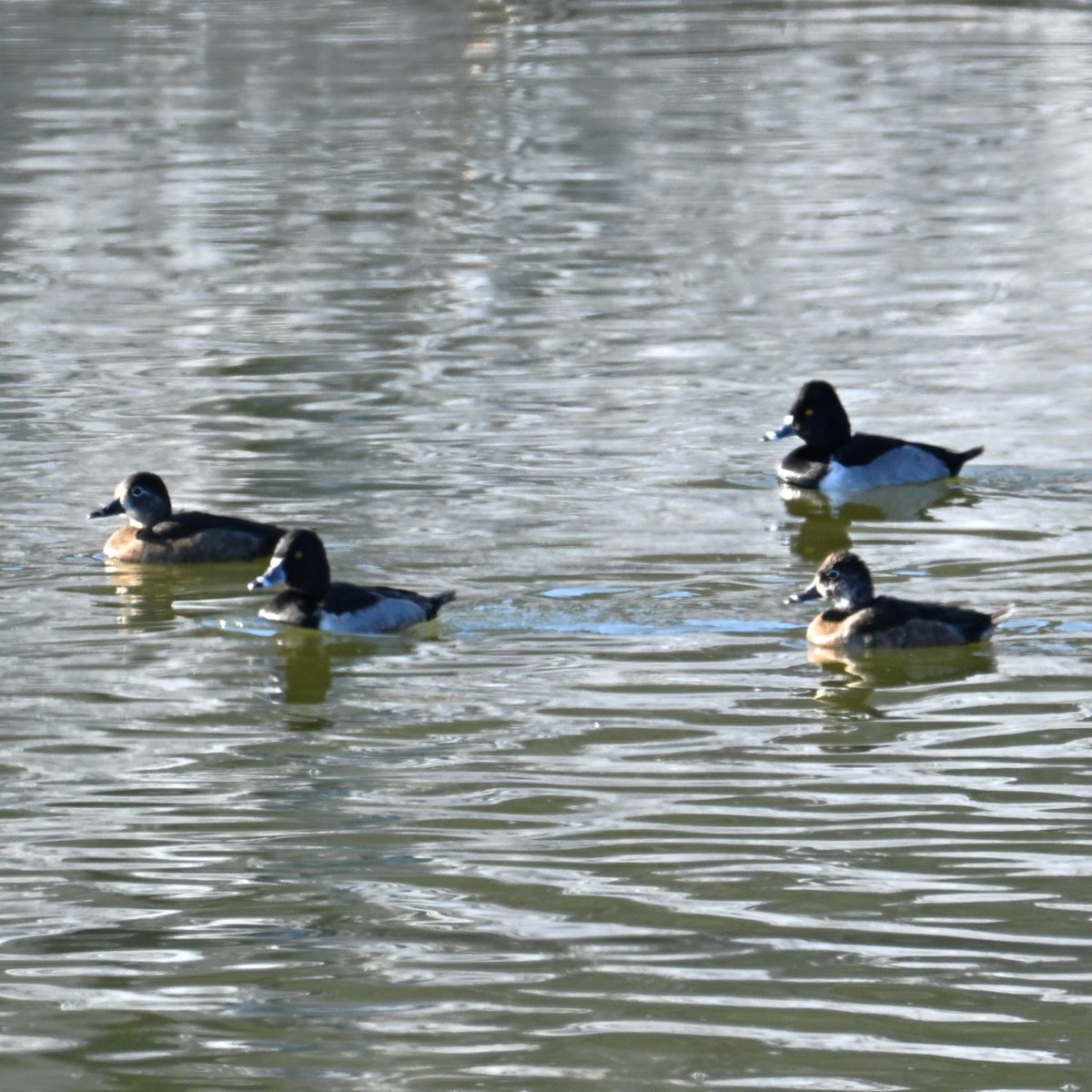 Moretta dal collare - ML646482816