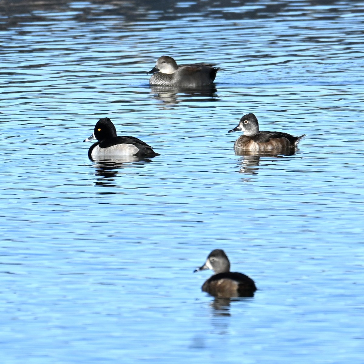 Moretta dal collare - ML646482817