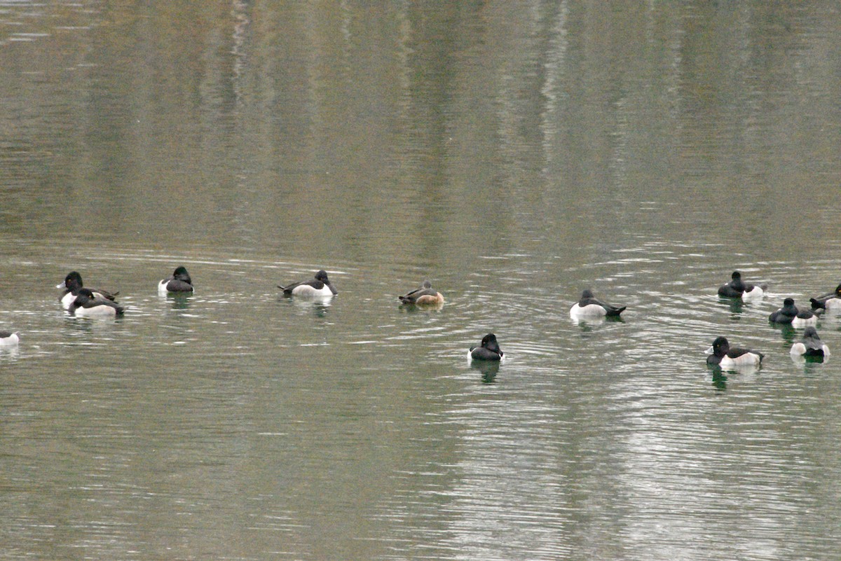 Ring-necked Duck - ML646482818