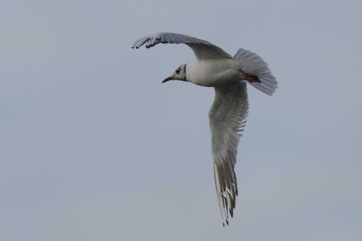 Karabaş Martı - ML646482819