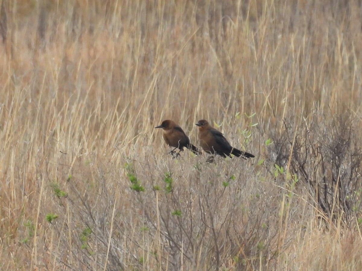 Denizci Kiskal - ML646482820