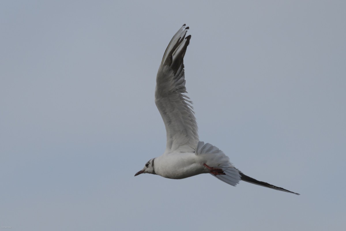 Karabaş Martı - ML646482821