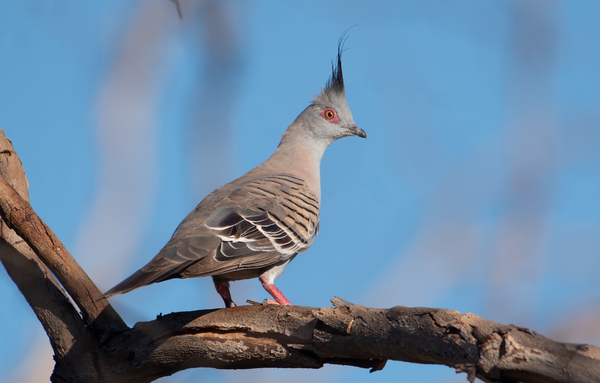 Crested Pigeon - ML646482822