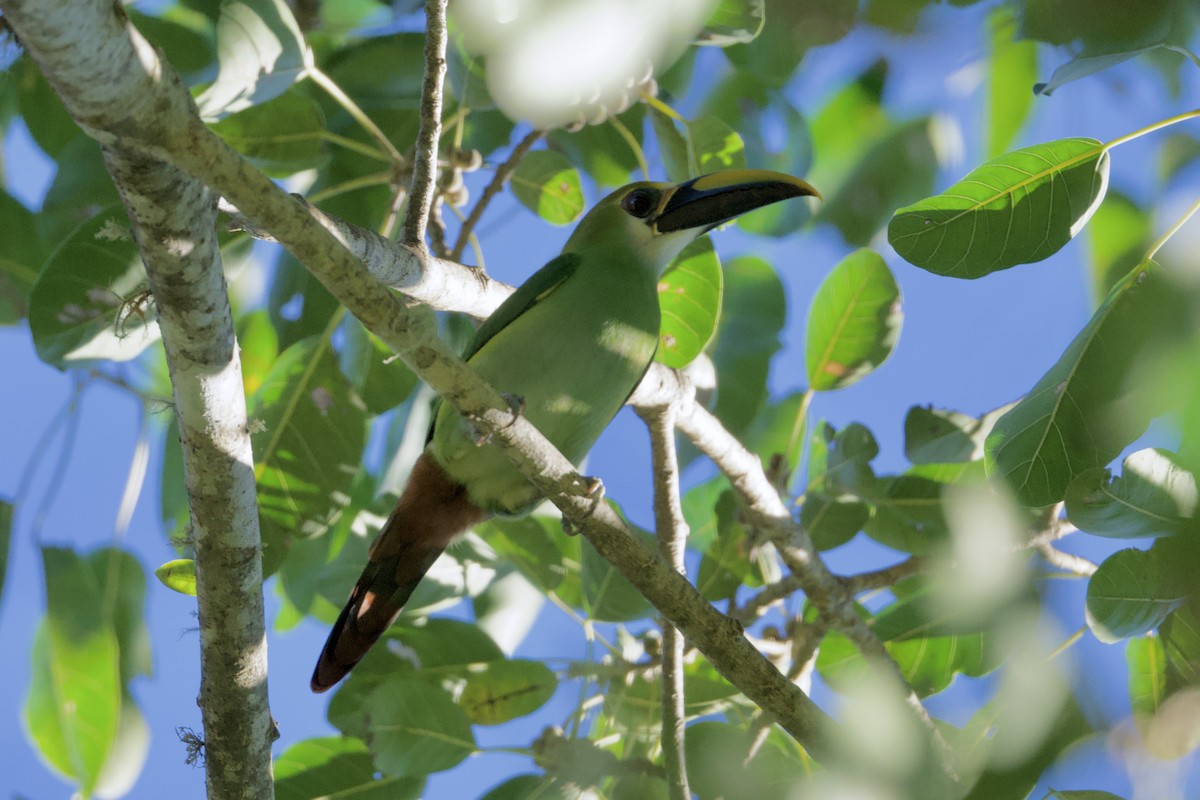 Northern Emerald-Toucanet (Wagler's) - ML646482823