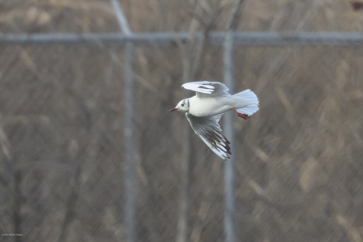 Karabaş Martı - ML646482825