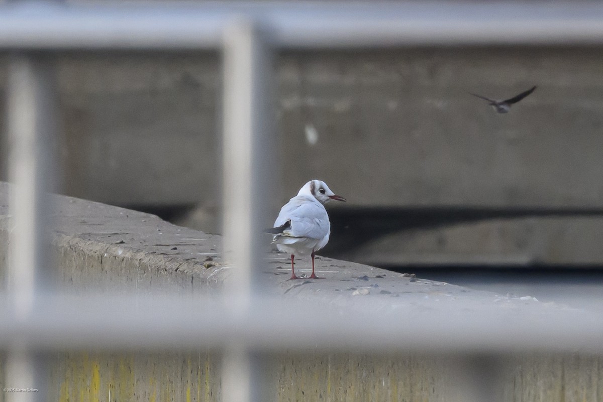 Karabaş Martı - ML646482827