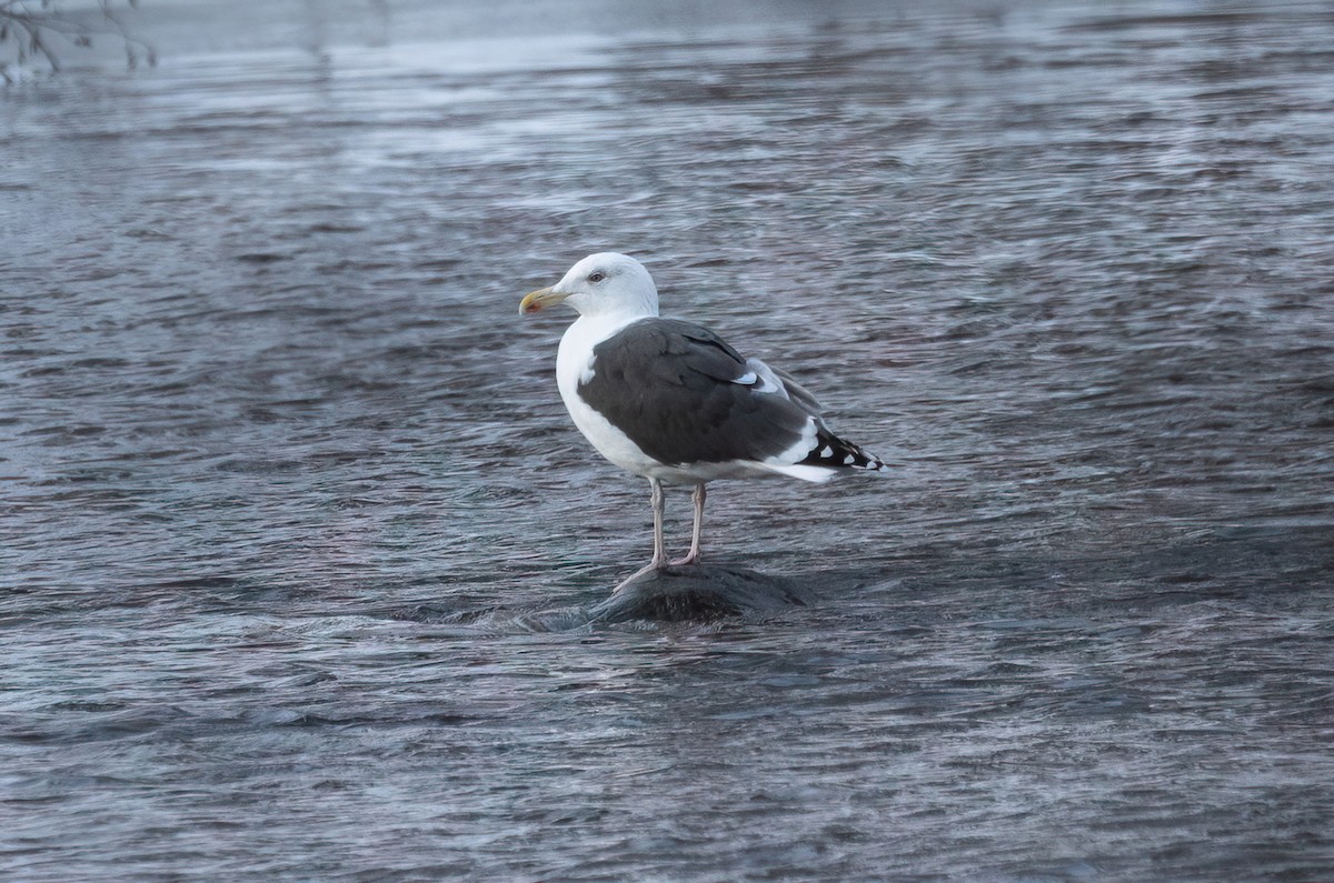 Great Black-backed Gull - ML646482828