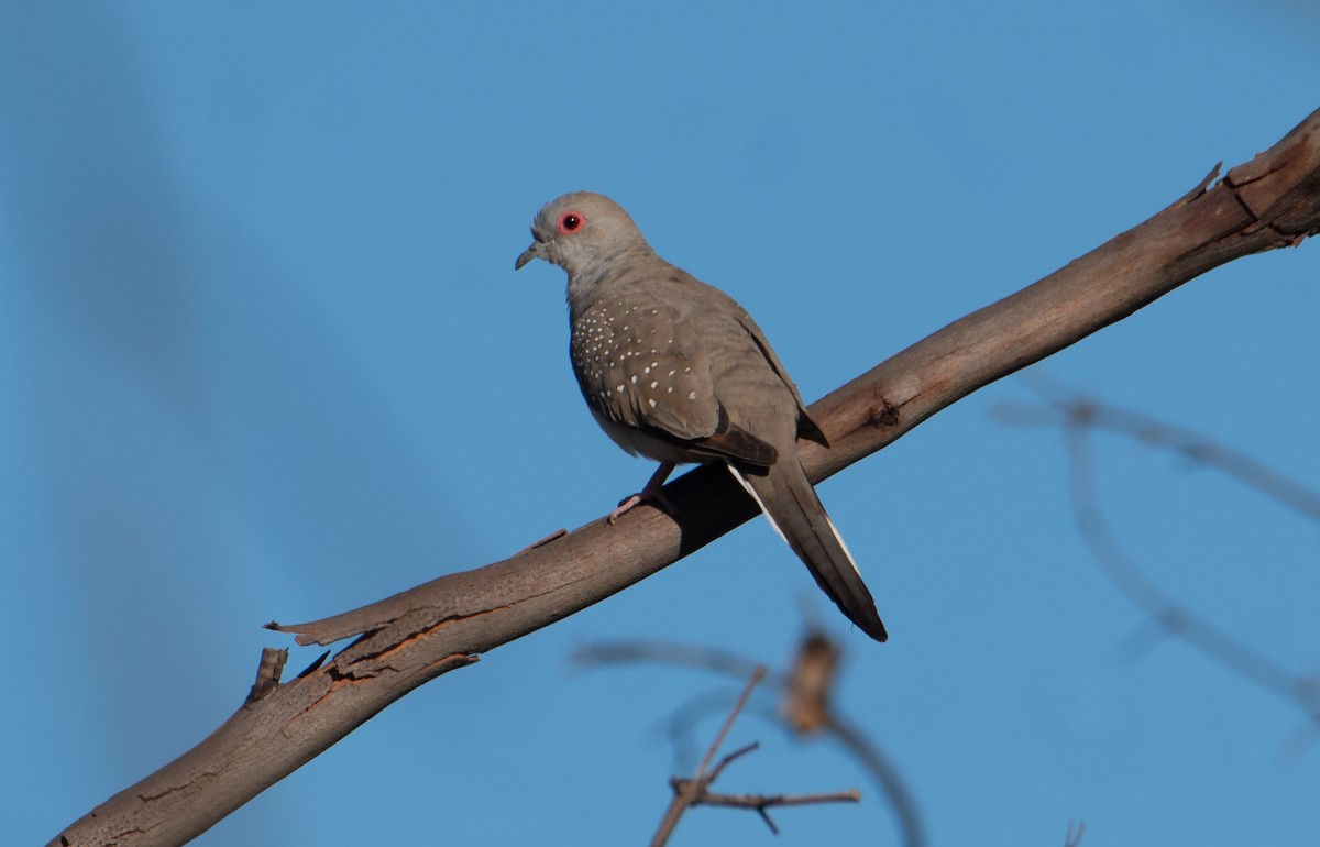 Diamond Dove - ML646482829