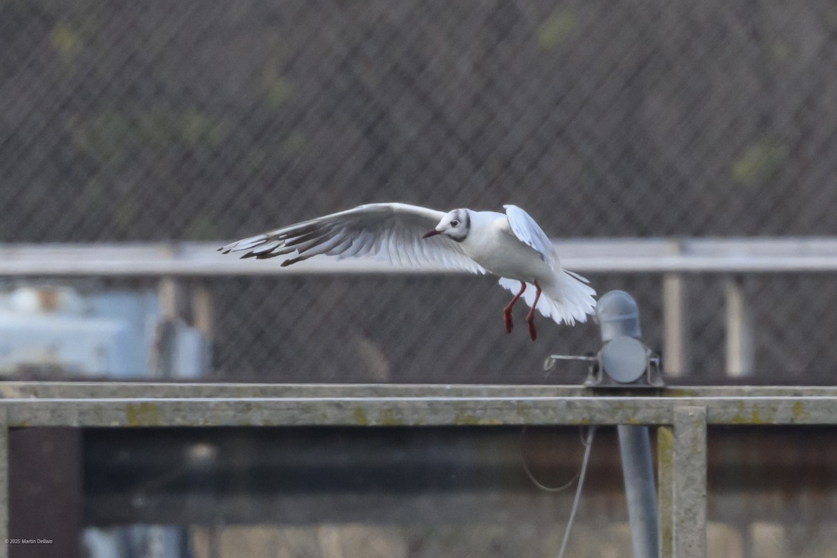 Karabaş Martı - ML646482830