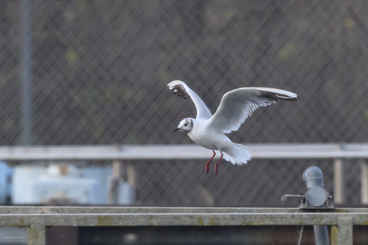 Karabaş Martı - ML646482832
