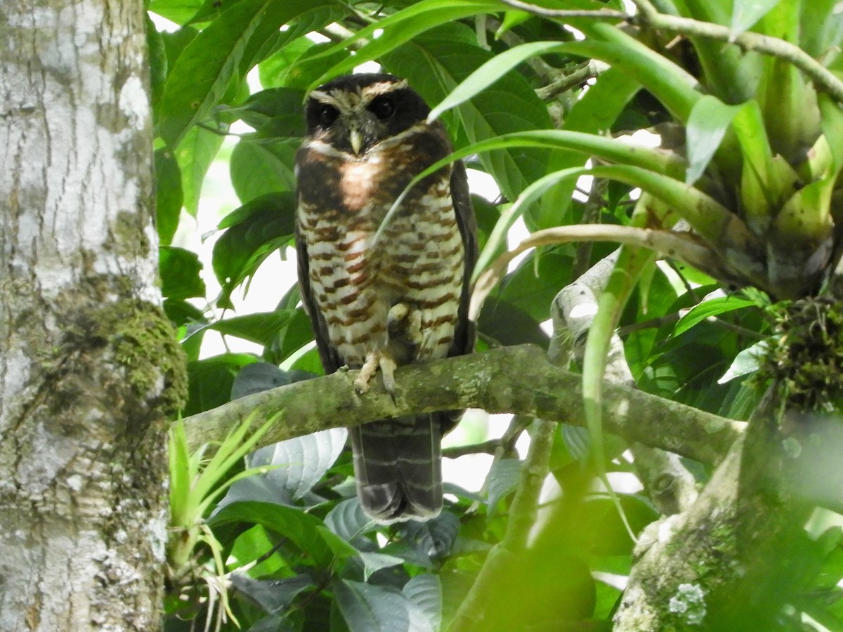 Band-bellied Owl - ML646482835