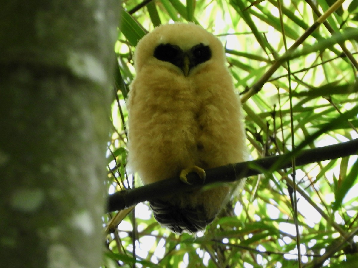 Band-bellied Owl - ML646482836