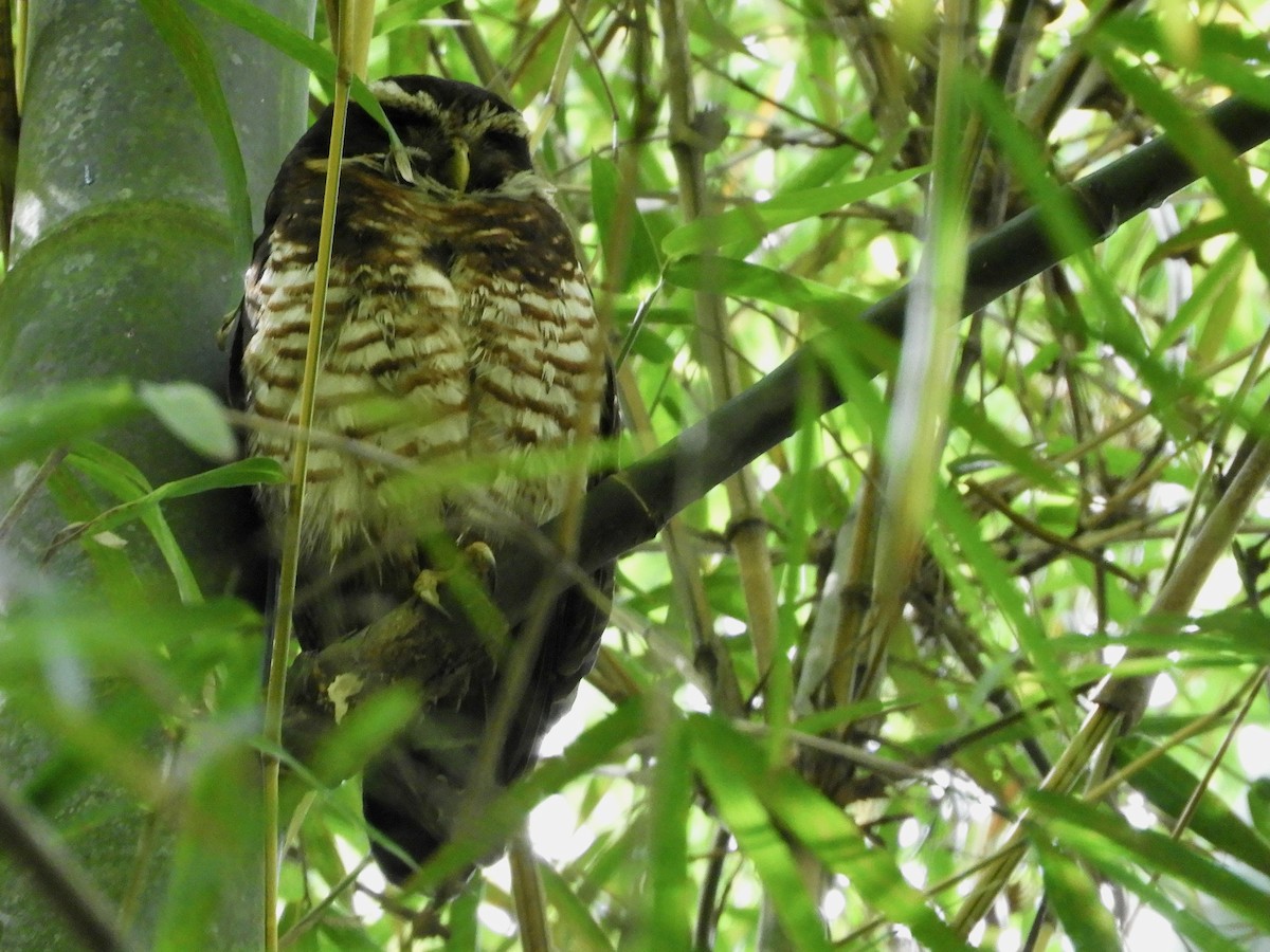 Band-bellied Owl - ML646482837