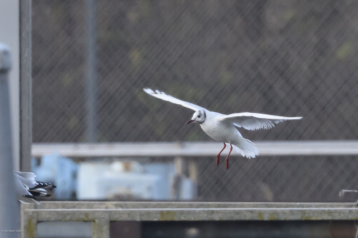 Karabaş Martı - ML646482838