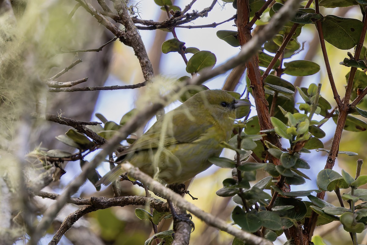 Hawaii Amakihi - ML646482839