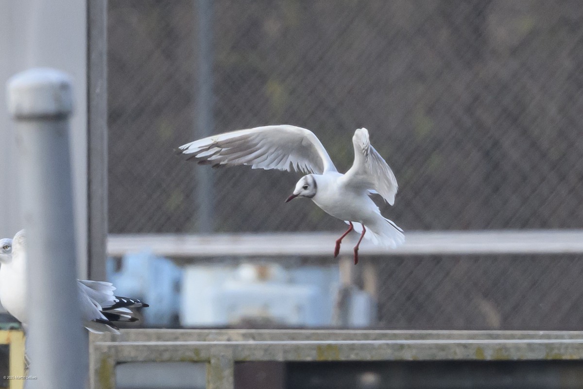 Karabaş Martı - ML646482844