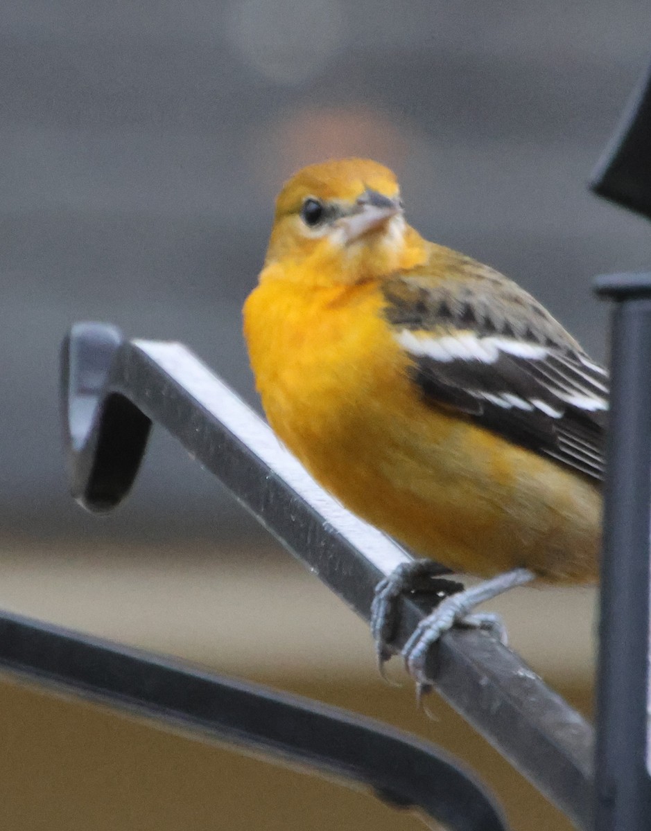 Балтиморский трупиал - ML646482845