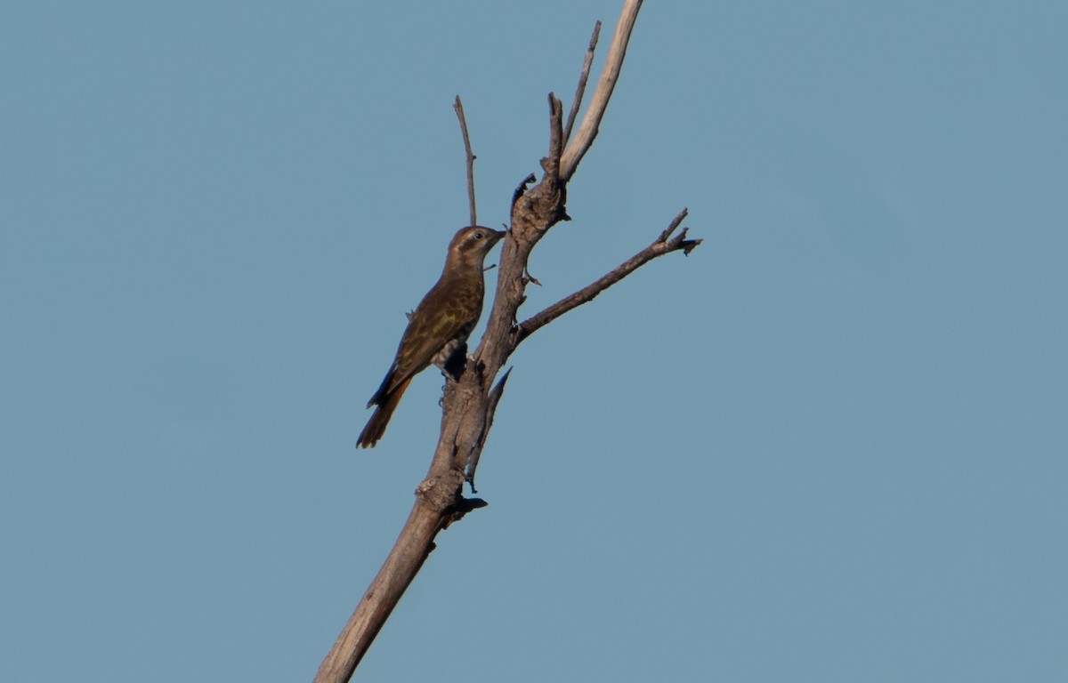 Horsfield's Bronze-Cuckoo - ML646482846