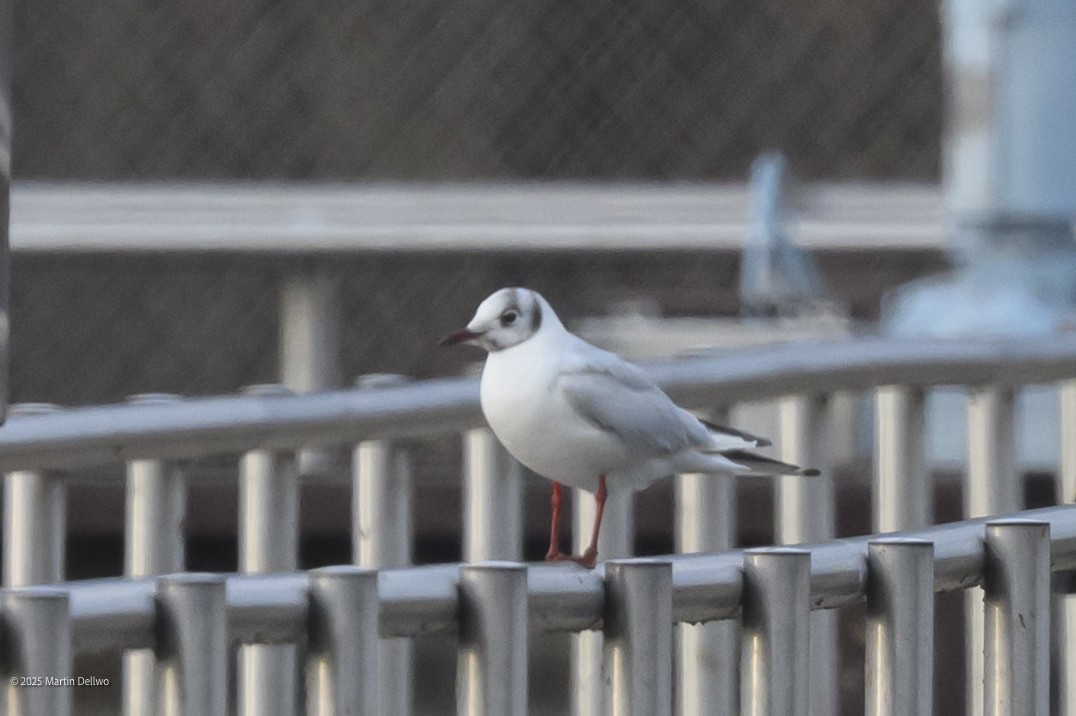 Karabaş Martı - ML646482847