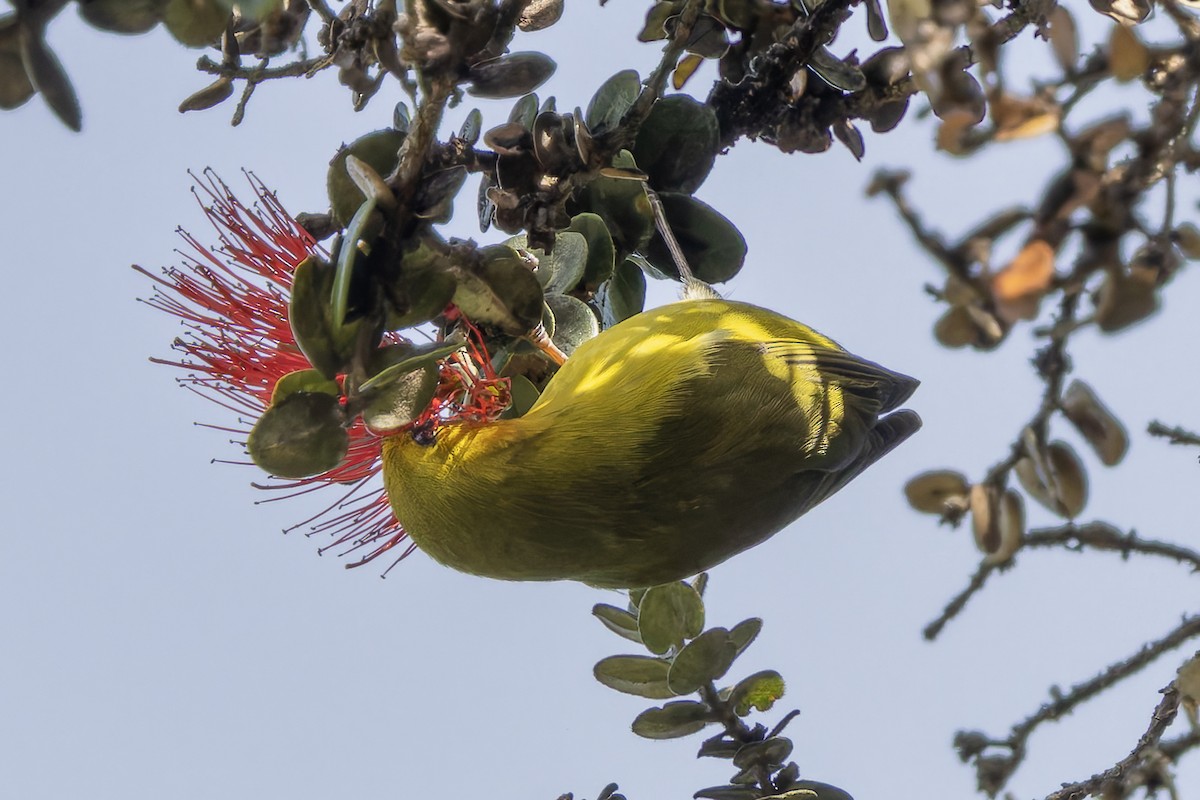 Hawaii Amakihi - ML646482851