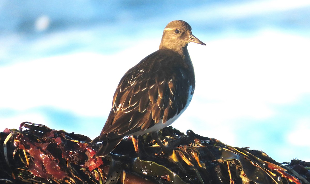 クロキョウジョシギ - ML646482852