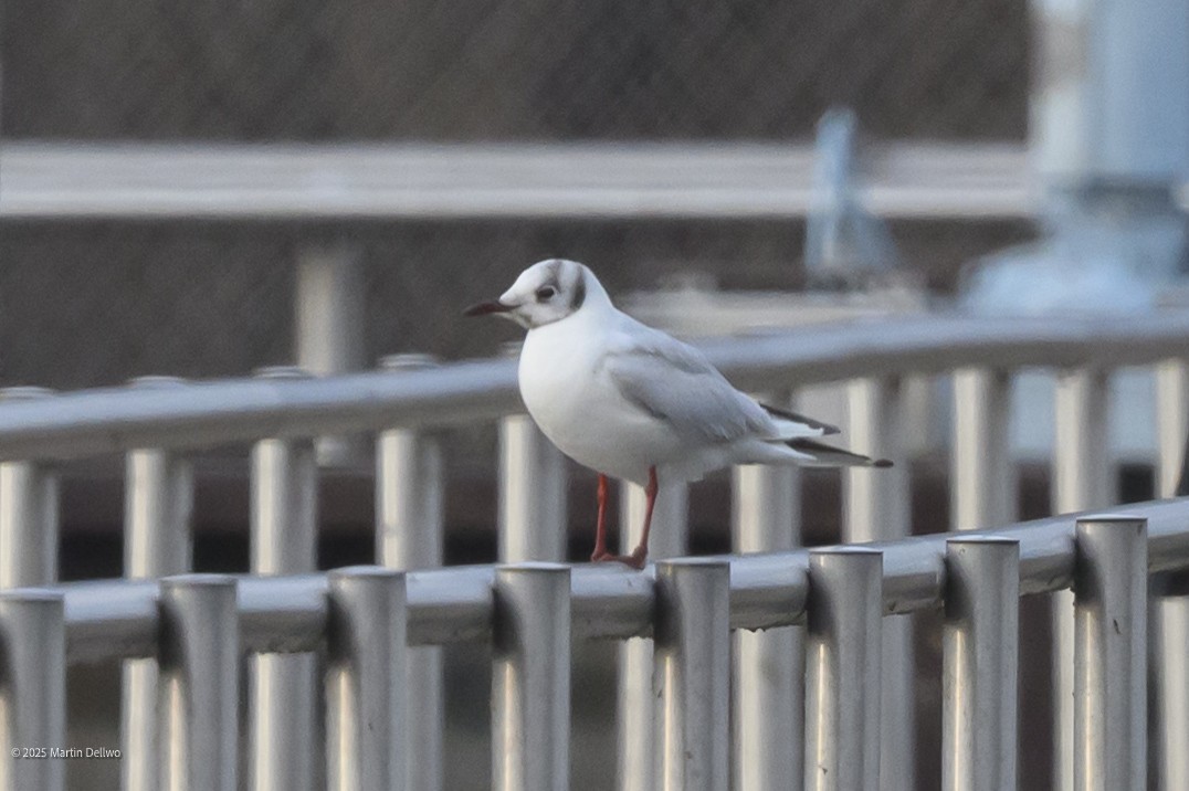 Karabaş Martı - ML646482853