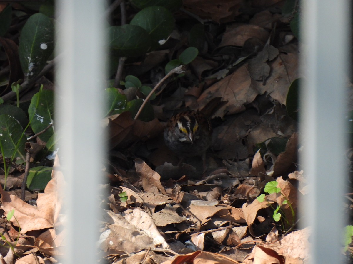 גיבתונית לבנת-גרון - ML646482859