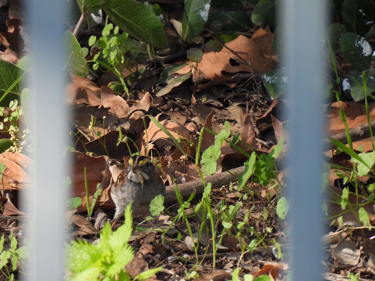 גיבתונית לבנת-גרון - ML646482860