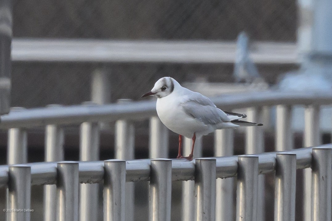 Karabaş Martı - ML646482861