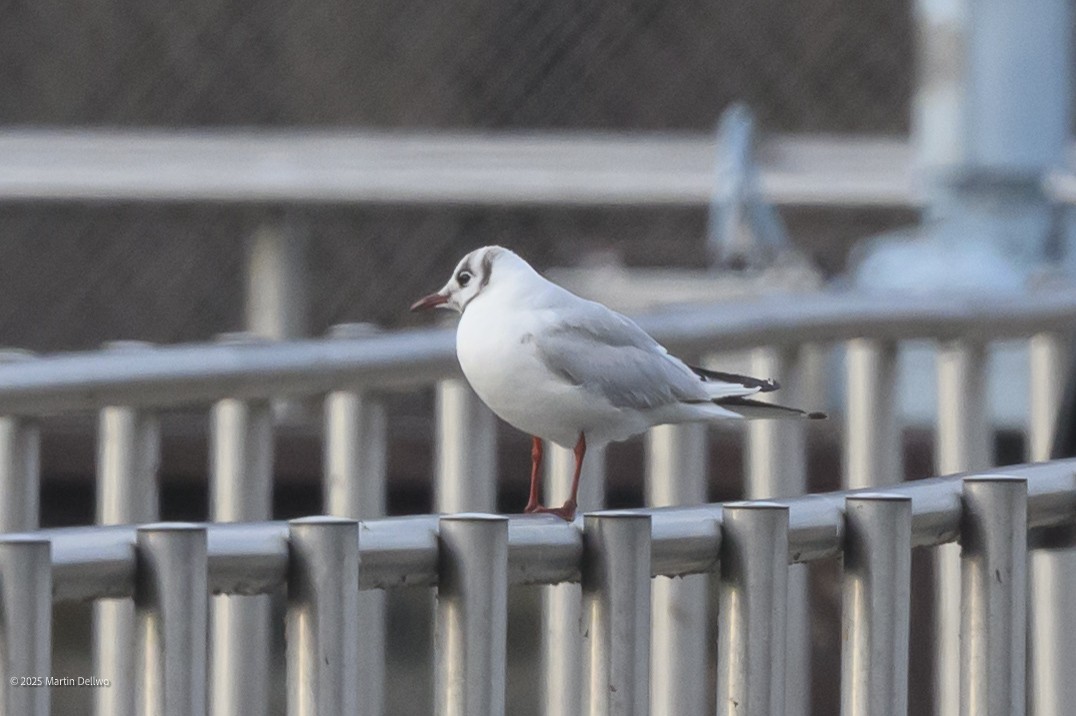 Karabaş Martı - ML646482863