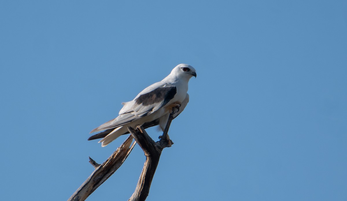 Black-shouldered Kite - ML646482864