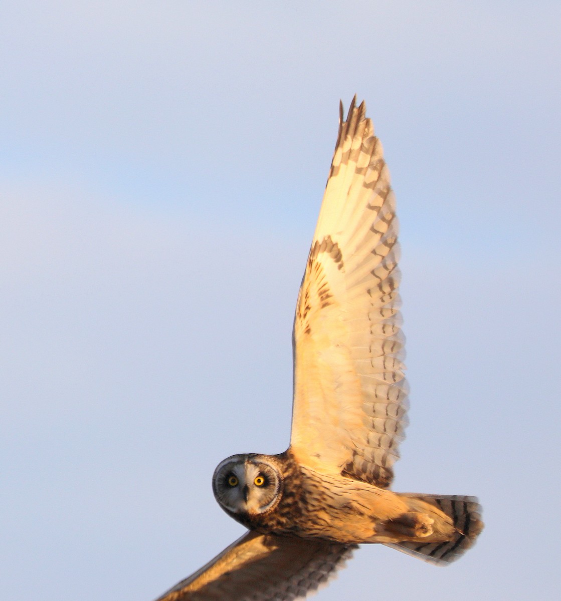 Short-eared Owl - ML646482865