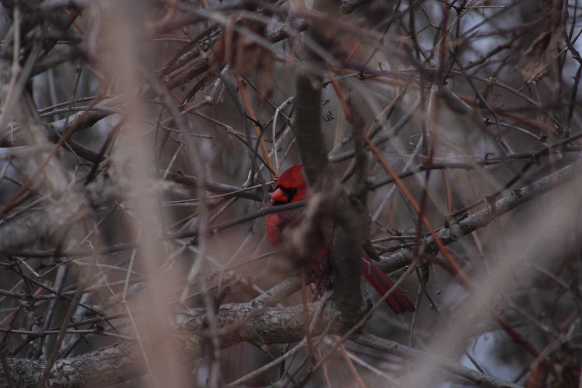 Northern Cardinal - ML646482867