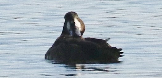 צולל ימי - ML646482873