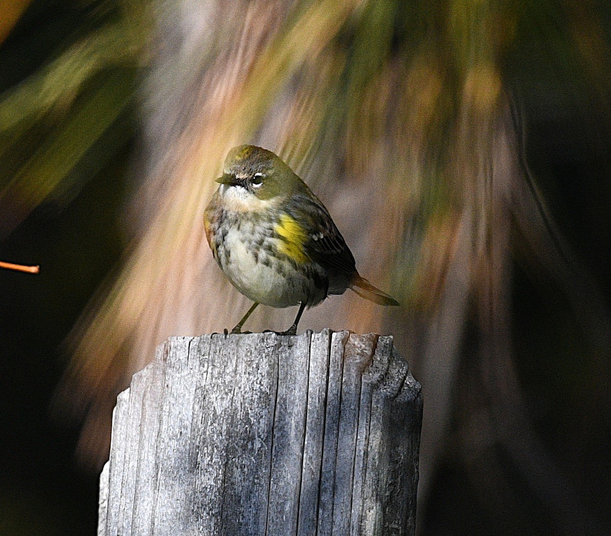 lesňáček žlutoskvrnný - ML646482875