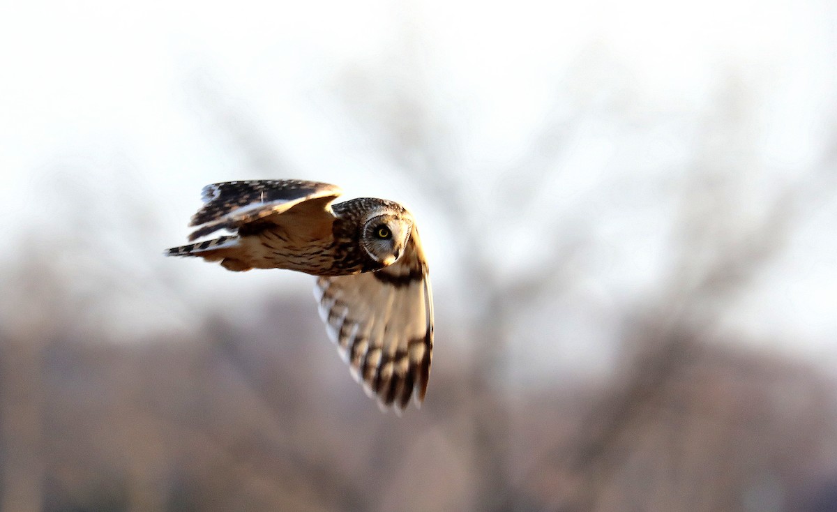 Short-eared Owl - ML646482876