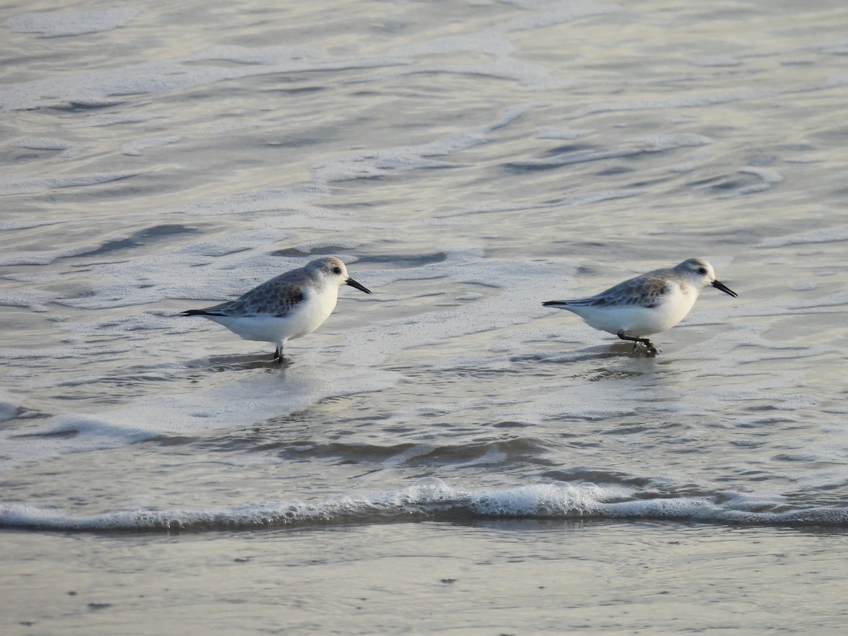 Txirri zuria - ML646482877