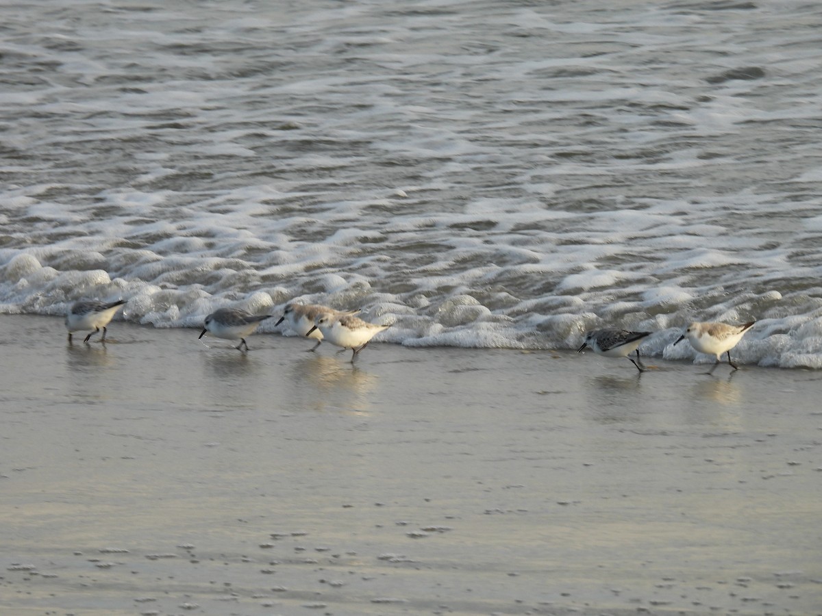 Txirri zuria - ML646482878