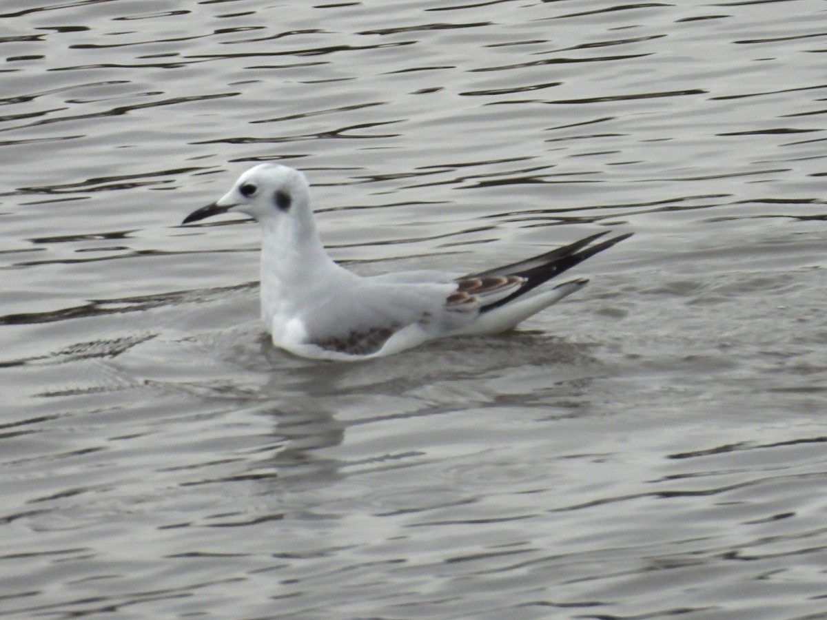 Küçük Karabaş Martı - ML646482879