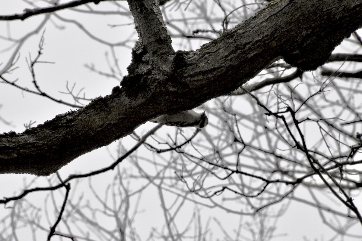 Downy Woodpecker - ML646482881