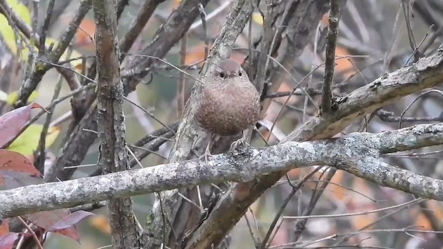 Winter Wren - ML646482882