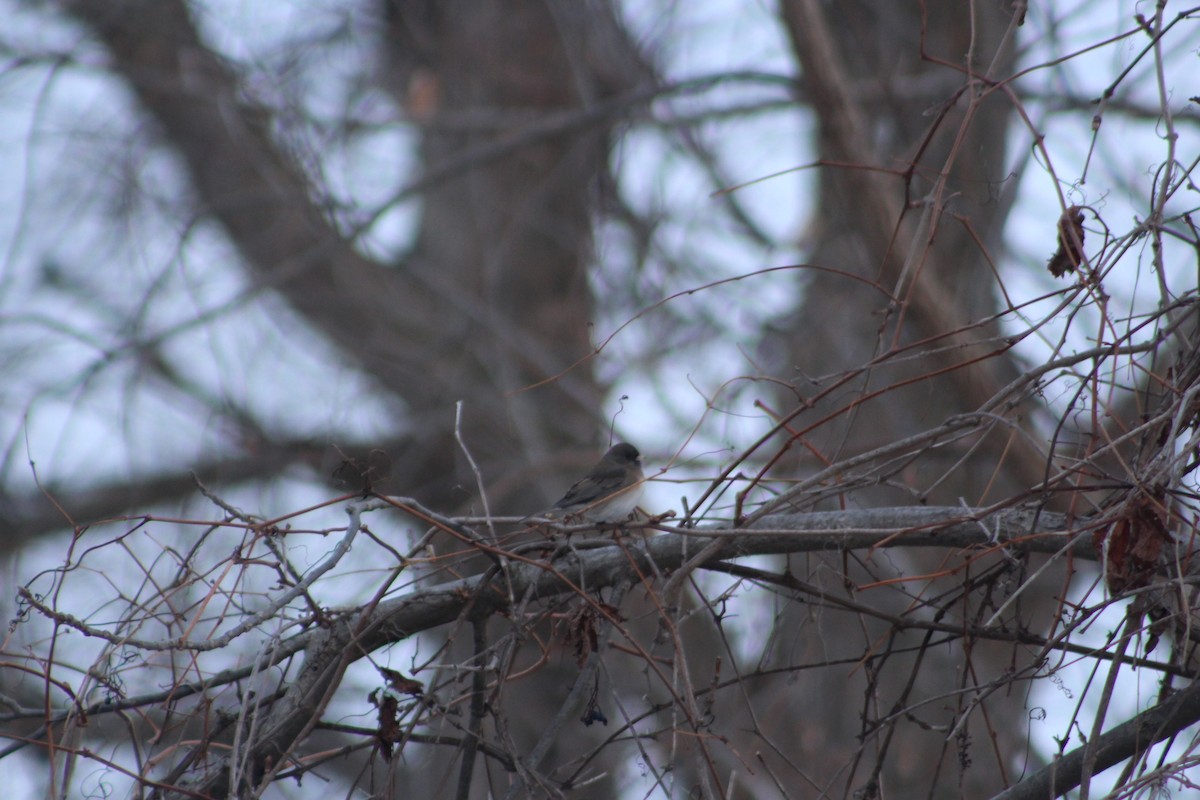 Dark-eyed Junco - ML646482883
