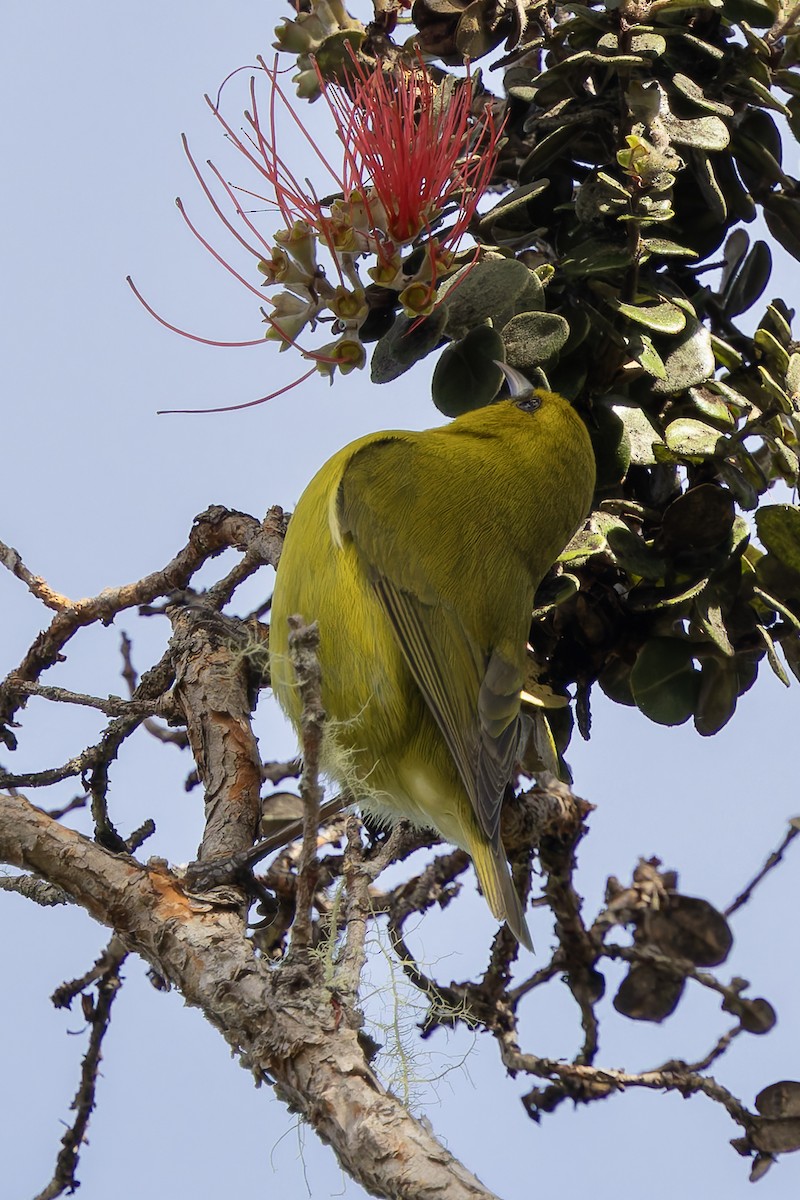 Hawaii Amakihi - ML646482884