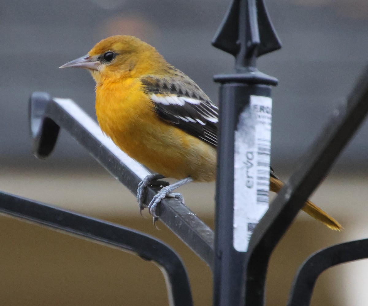 Балтиморский трупиал - ML646482885