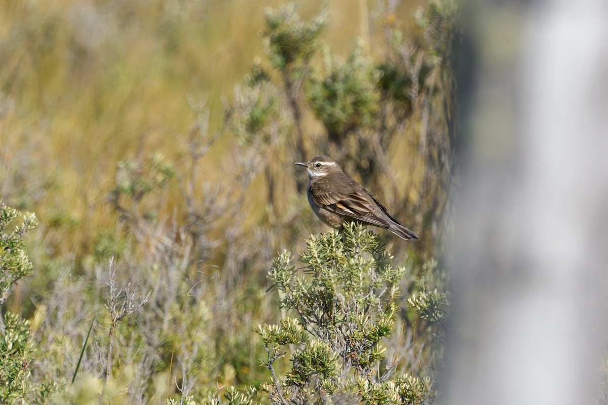 Buff-winged Cinclodes - ML646482886