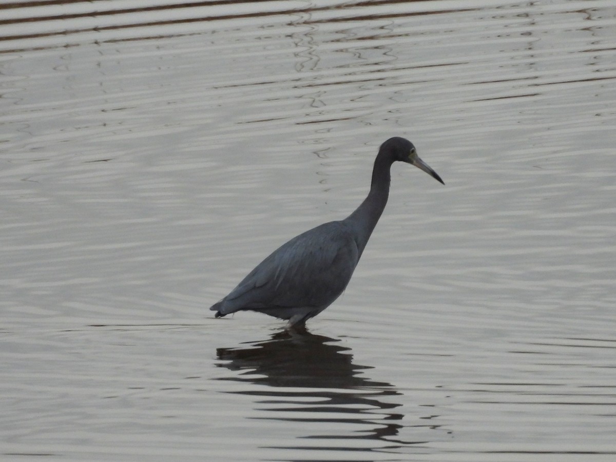 Mavi Balıkçıl - ML646482890