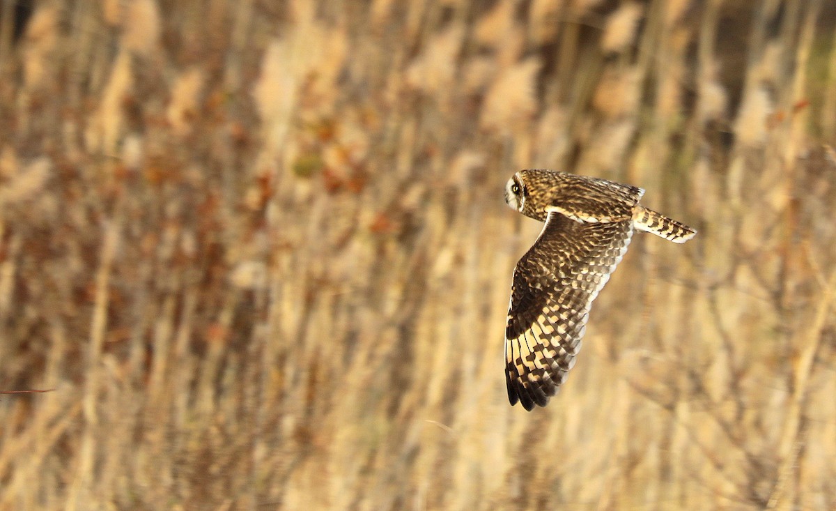 Short-eared Owl - ML646482891