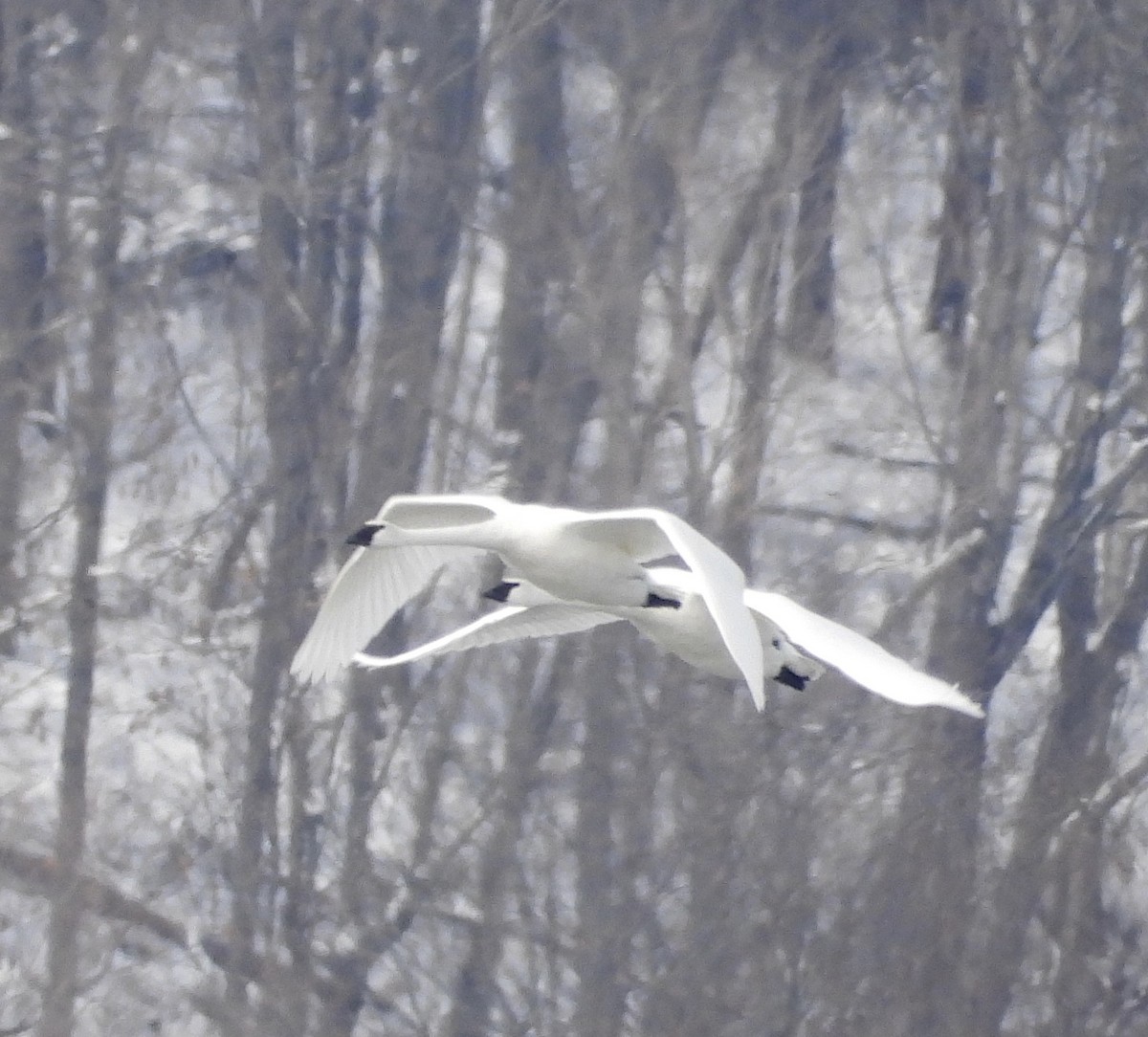 Trumpeter Swan - ML646482892